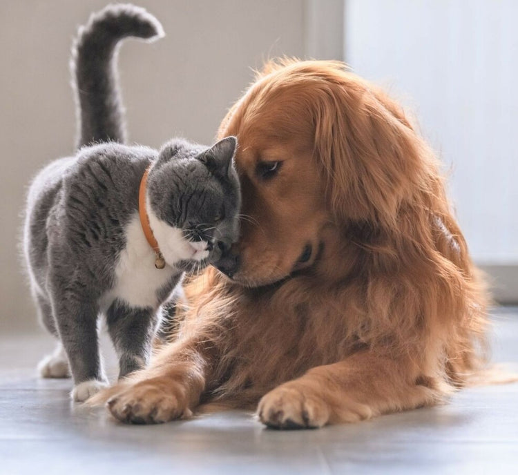 Pets